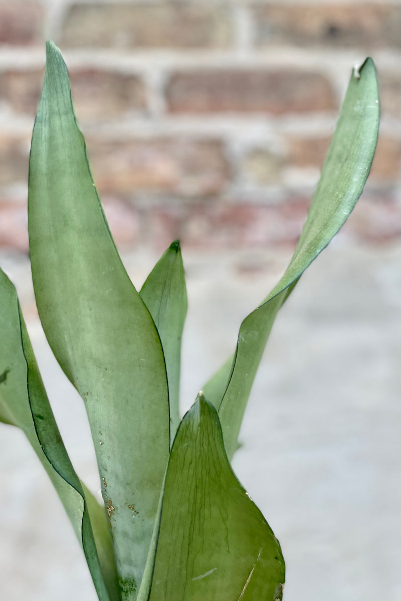 Close photo of broad silvery leaves of Sansevieria against white wall