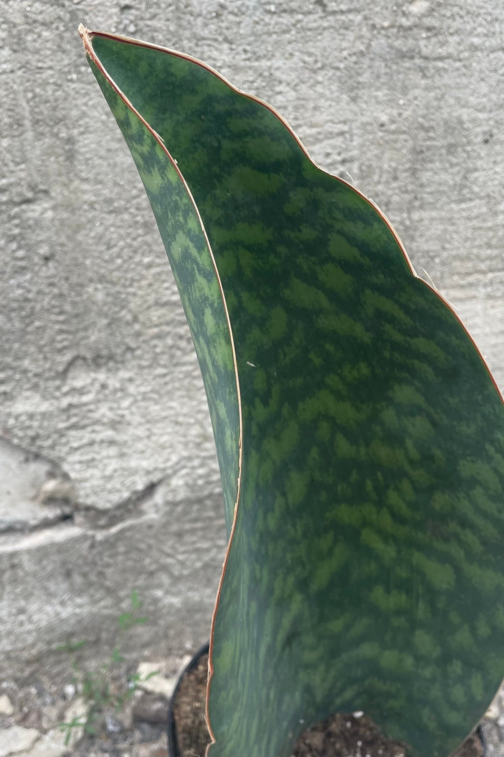 A detailed shot of the 6" Sansevieria masoniana's singular leaf against a concrete backdrop ©Sprout Home