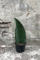 A 6" Sansevieria masoniana in a grower pot situated against concrete wall 