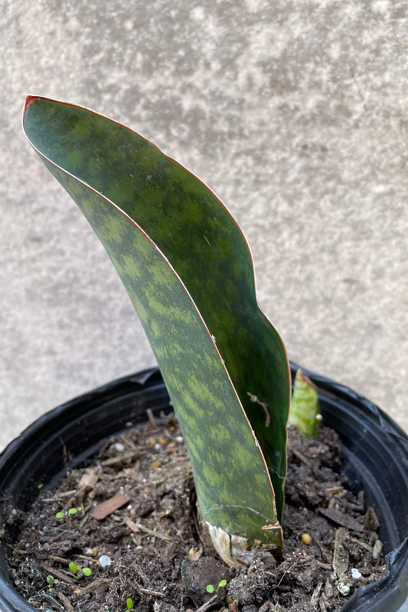 Sansevieria masoning detail of its thick whale like body.
