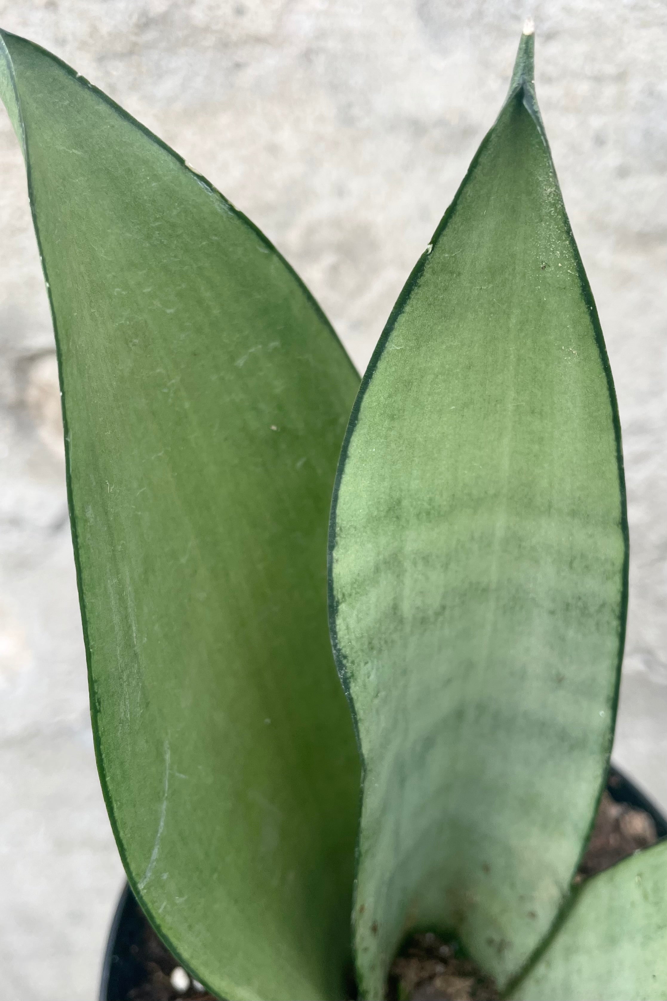 A detailed view of Sansevieria 'Moonshine' 4" against concrete backdrop