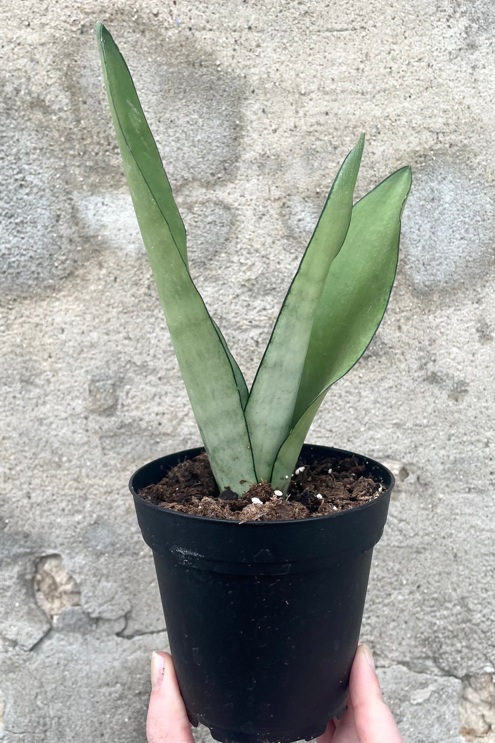 A hand holds Sansevieria 'Moonshine' 4" in grow pot against concrete backdrop©Sprout Home