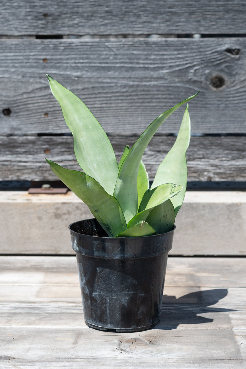 Sansevieria 'Moonshine' in grow pot in front of grey wood background