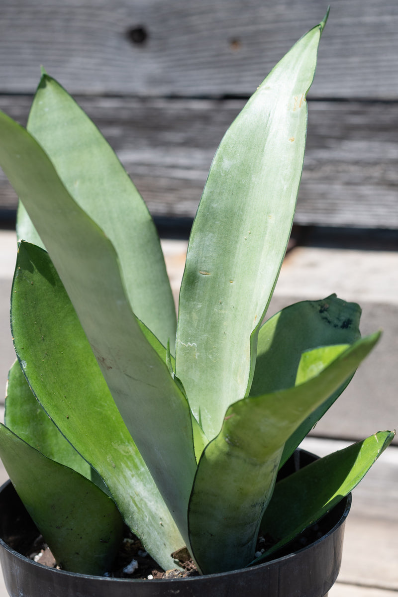 Close up of Sansevieria 'Moonshine' leaves