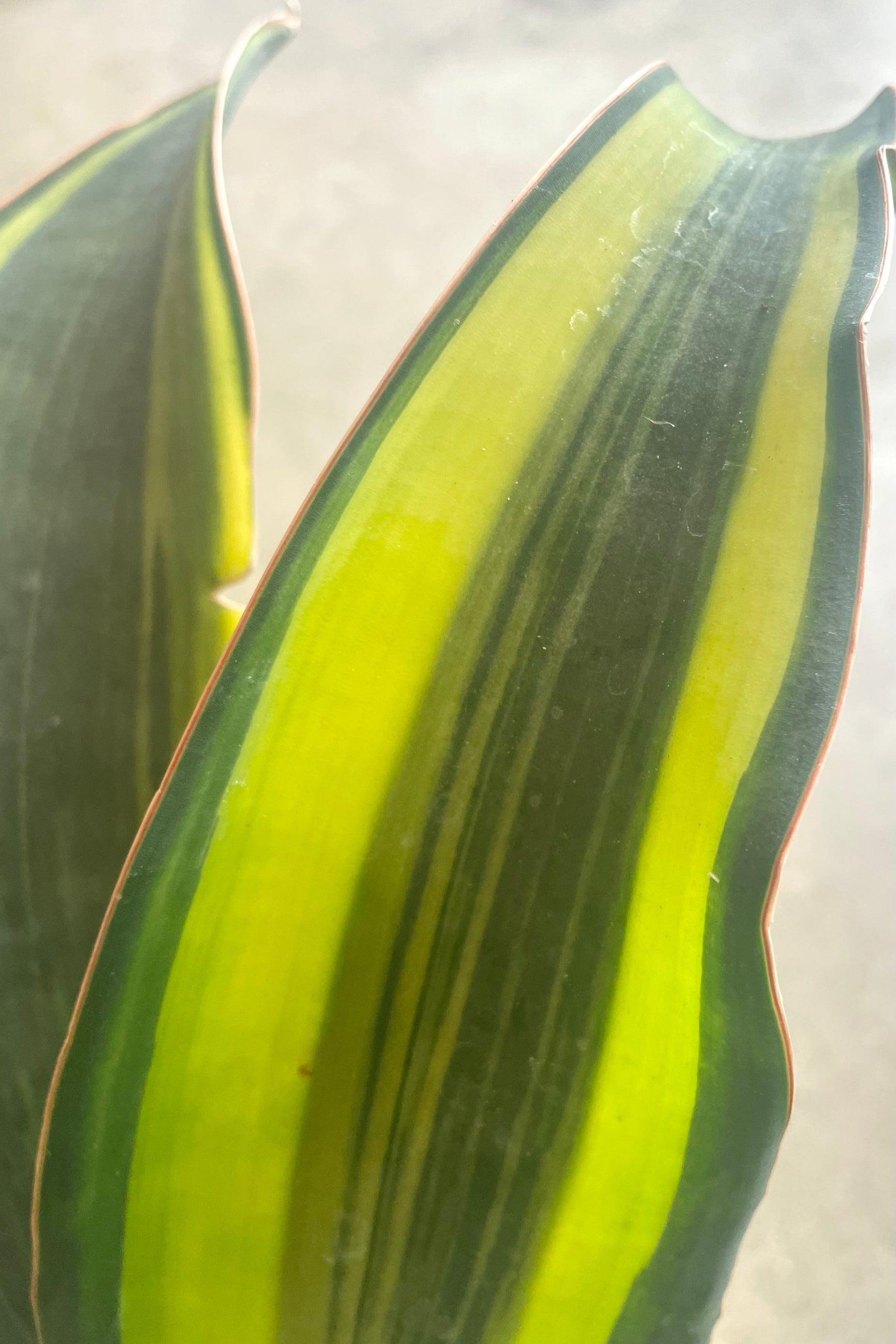 A detailed view of Sansevieria masoniana 'Variegata' 4" against concrete backdrop ©Sprout Home