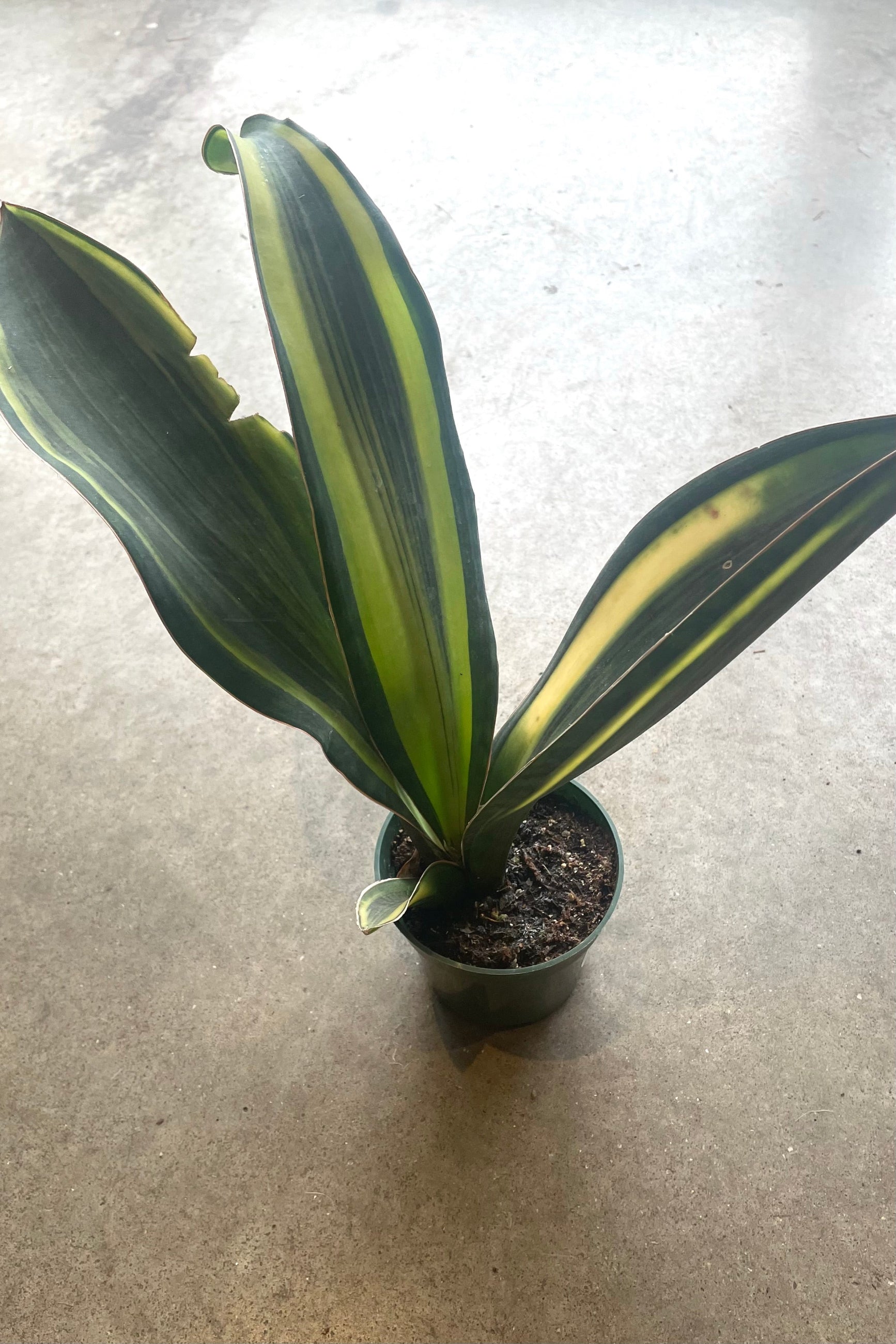 A full view of Sansevieria masoniana 'Variegata' 4" in grow pot against concrete backdrop ©Sprout Home