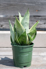 Sansevieria 'Night Owl' in grow pot in front of grey wood background