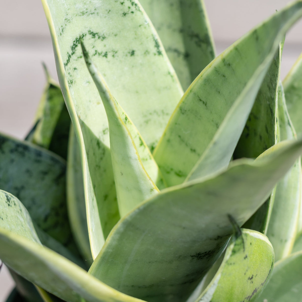 Sansevieria 'Night Owl' 5