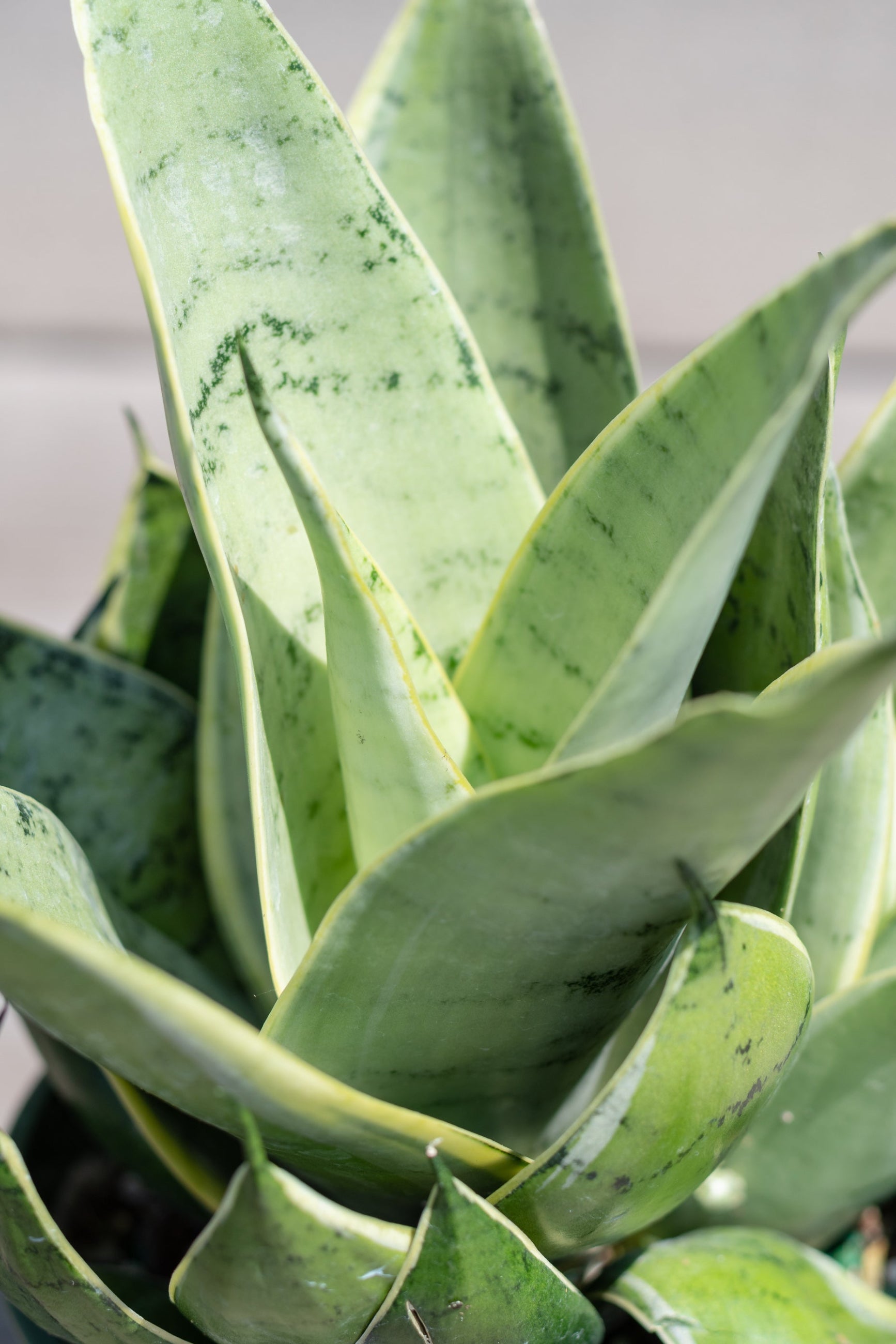 Close up of Sansevieria 'Night Owl' foliage  ©Sprout Home