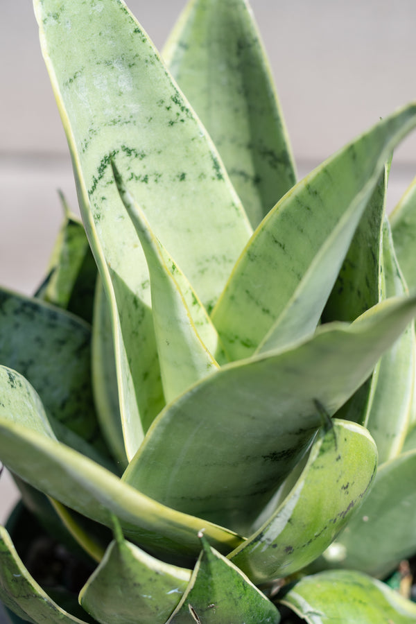 Close up of Sansevieria 'Night Owl' foliage