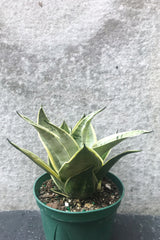 Sansevieria 'Night Owl' in six inch pot in front of grey background