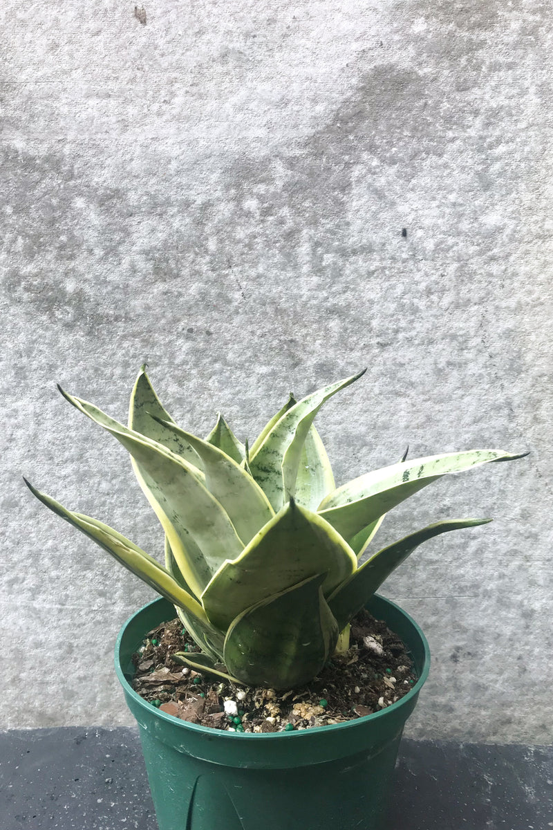 Sansevieria 'Night Owl' in six inch pot in front of grey background