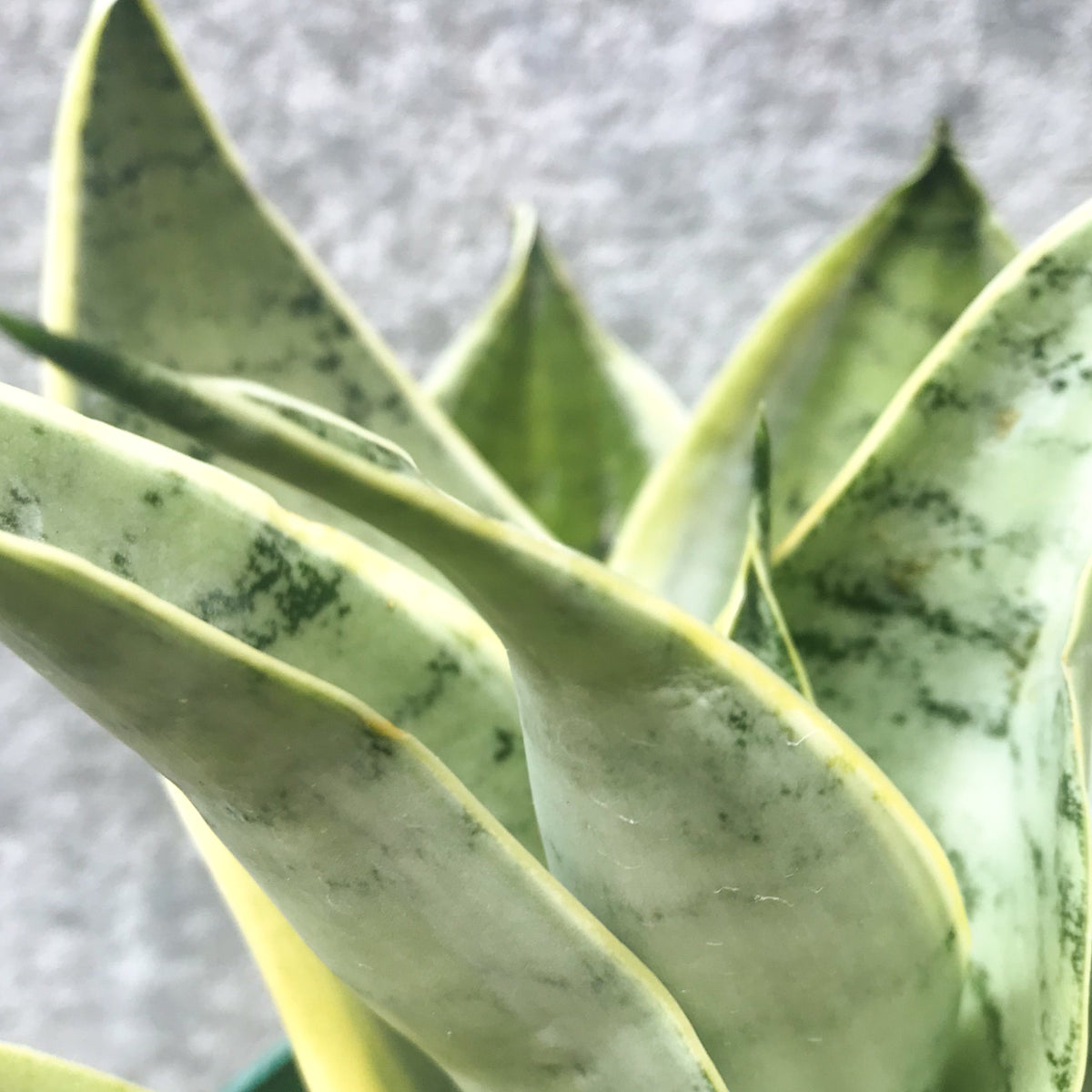 Sansevieria 'Night Owl' 6
