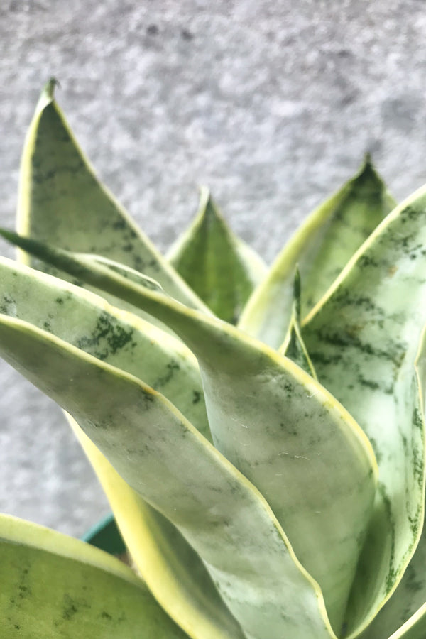 Close up of Sansevieria 'Night Owl'