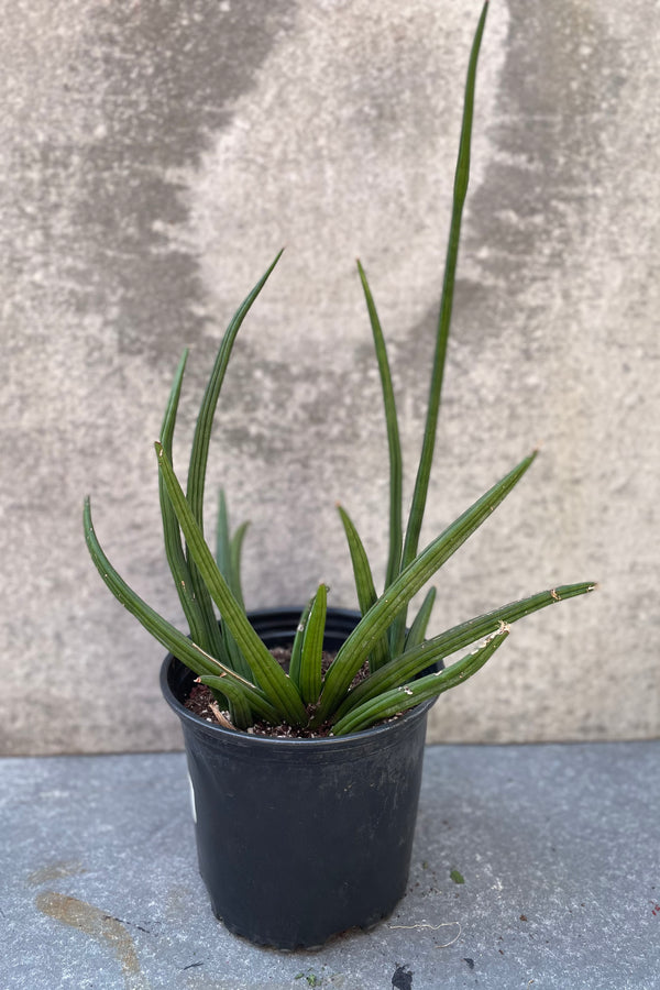 Sansevieria patens plant in an 8 inch growers pot. 