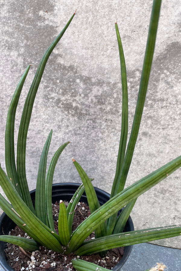 Sansevieria patens detail picture with its sword like leaves sticking out of an 8 inch pot. 