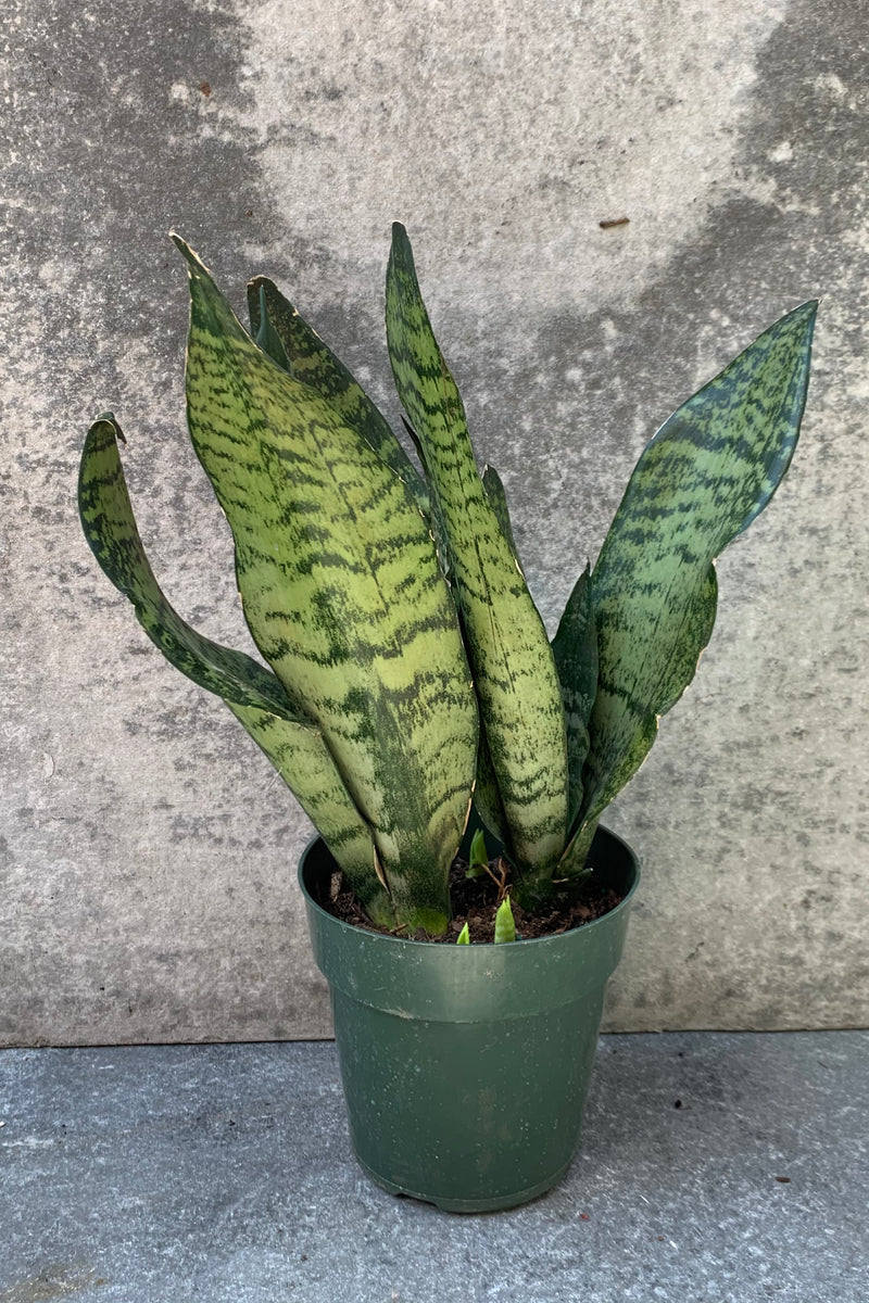 Sansevieria 'Robusta' in a 6 inch pot against a grey wall. 
