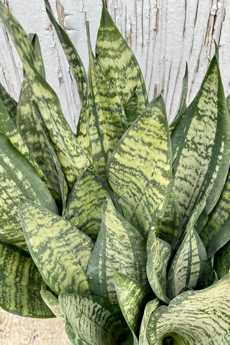 A detailed leaf view of Sansevieria 'Robusta' 8" against wooden backdrop