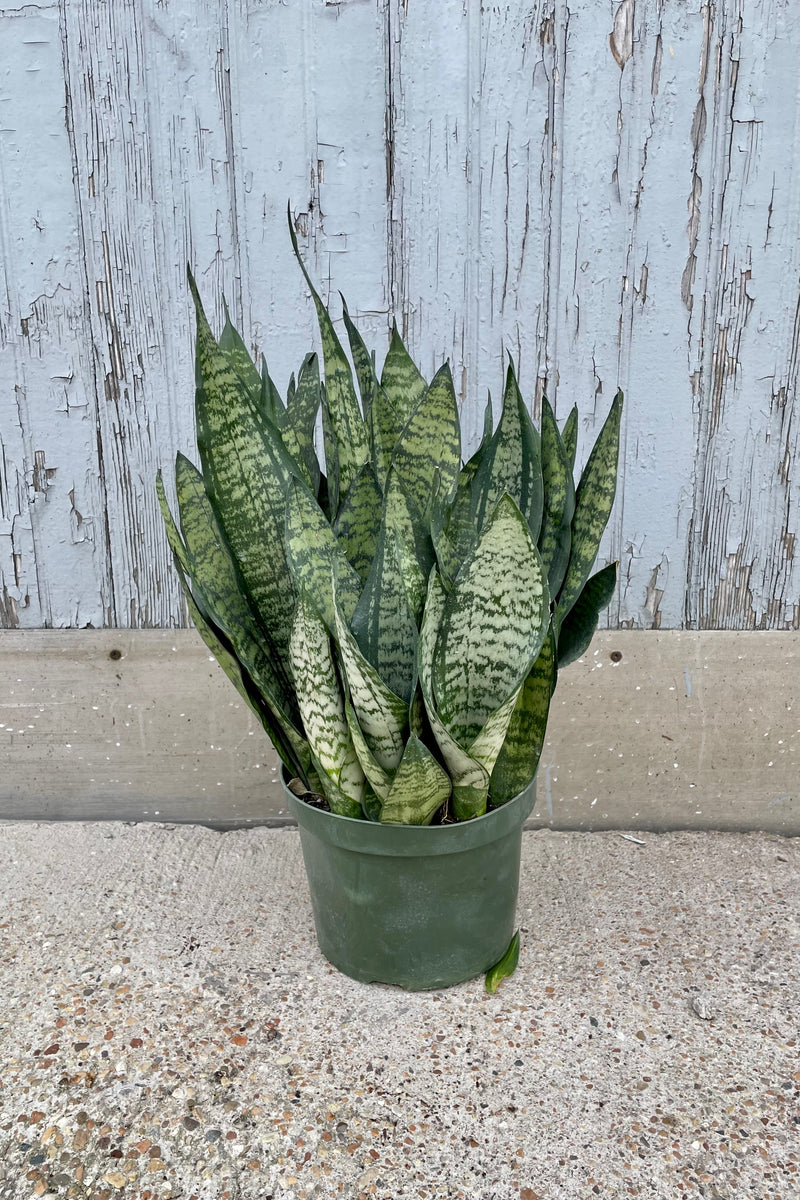 A full view of Sansevieria 'Robusta' 8" in grow pot against wooden backdrop