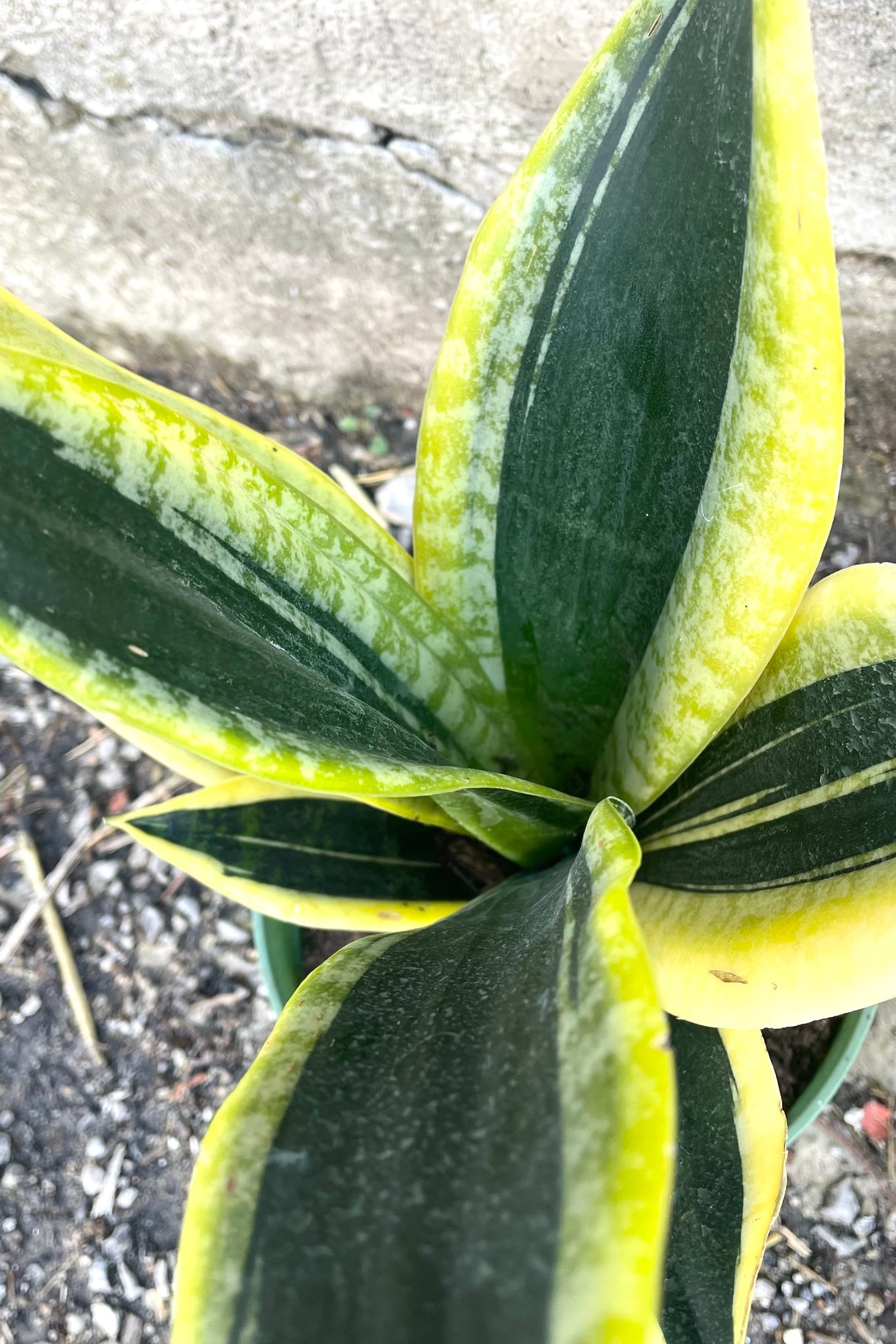 An overhead detailed view of Sansevieria 'Robusta' BG 6 against concrete backdrop ©Sprout Home