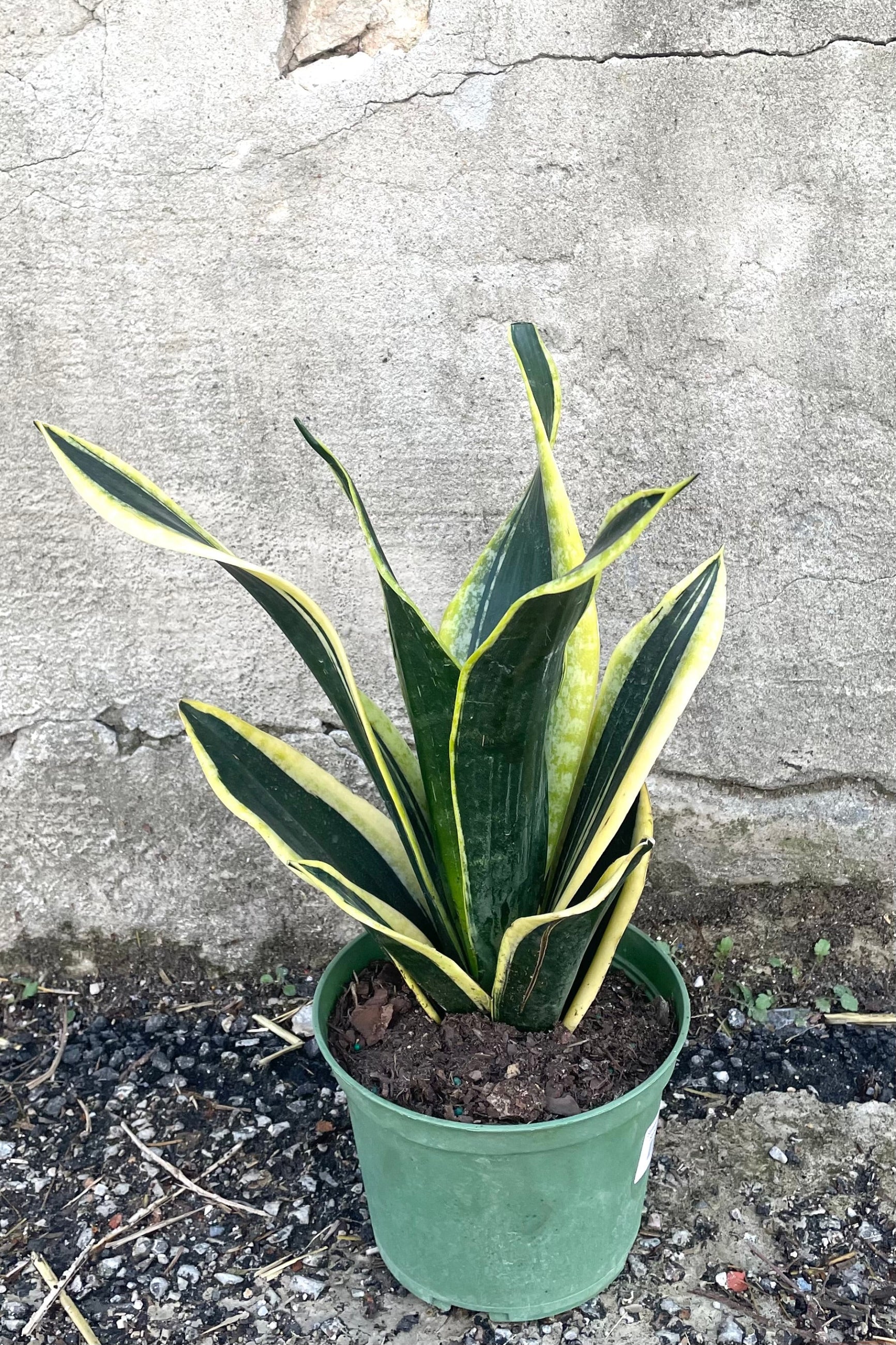 A full view of Sansevieria 'Robusta' BG 6" in grow pot against concrete backdrop ©Sprout Home