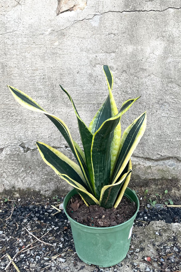 A full view of Sansevieria 'Robusta' BG 6" in grow pot against concrete backdrop
