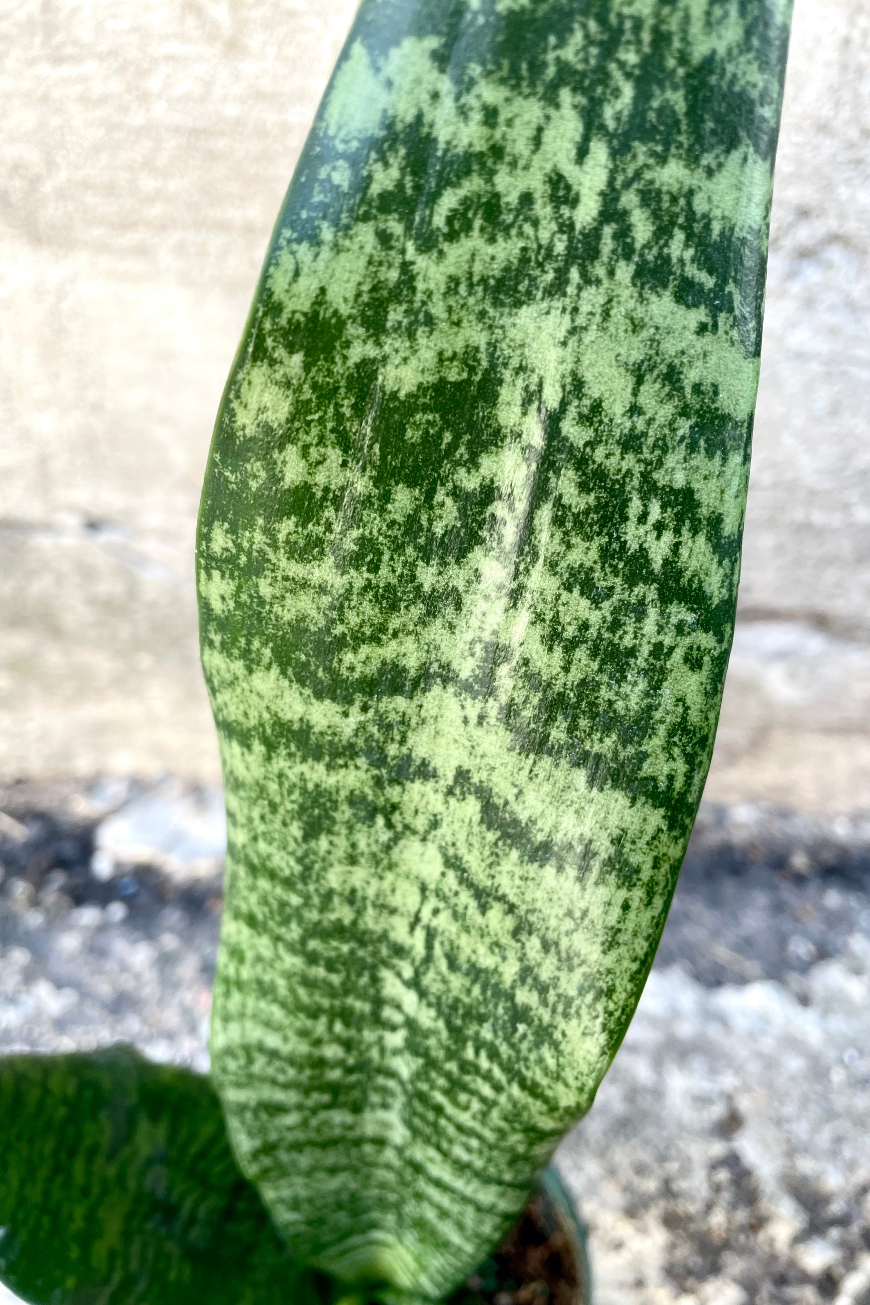 A close-up view of Sansevieria 'Robusta' 4" against a concrete backdrop ©Sprout Home