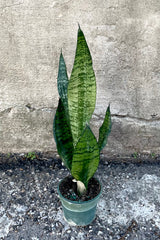 A full view of the Sansevieria 'Robusta' 4" in a grow pot against a concrete backdrop