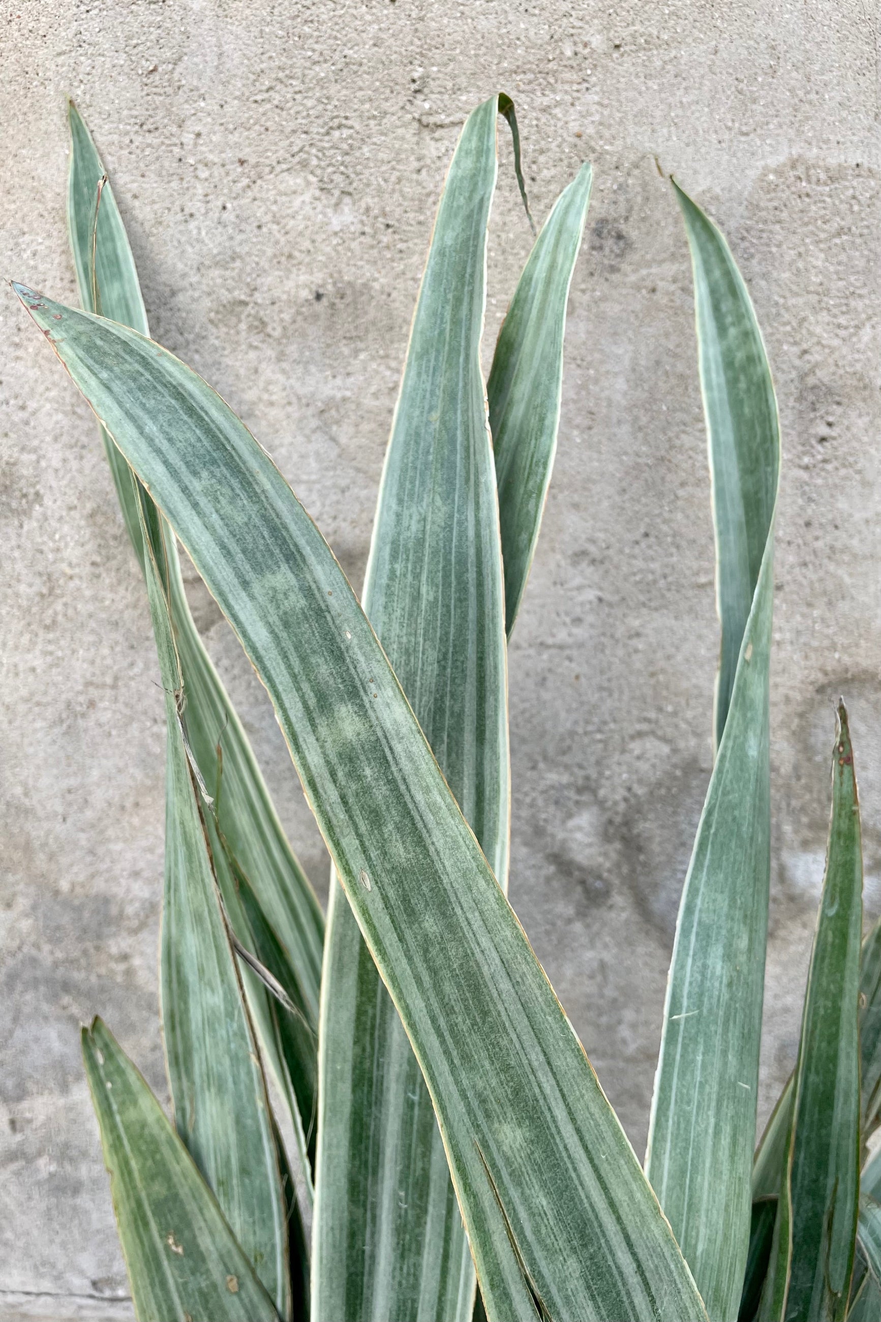 Sansevieria 'Sayuri' 14" detail of light green variegated skinny leaves against q grey wall  ©Sprout Home