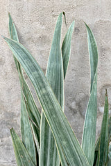 Sansevieria 'Sayuri' 14" detail of light green variegated skinny leaves against q grey wall 