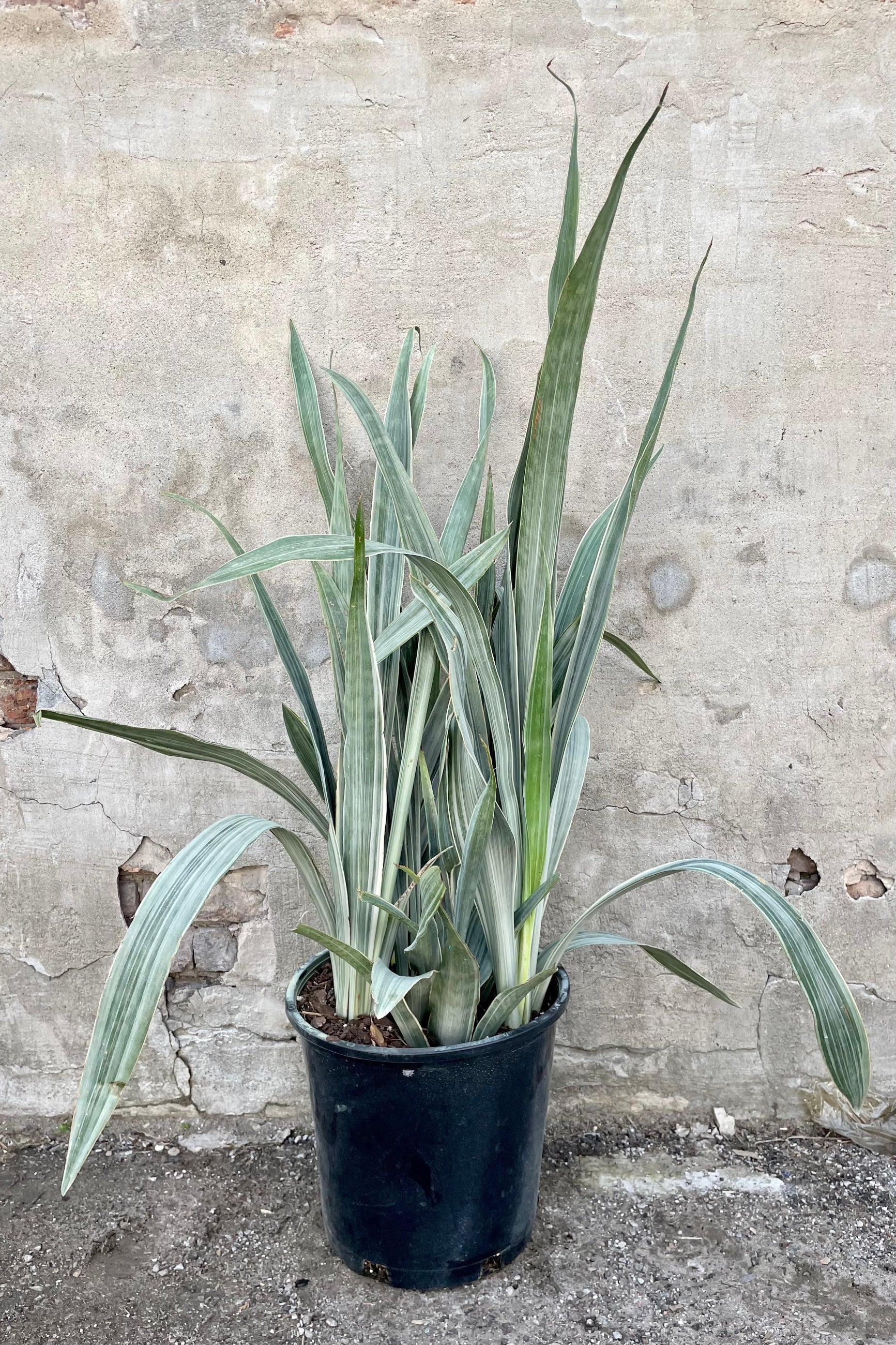Sansevieria 'Sayuri' 14" growers pot with light green variegated skinny leaves against a grey wall ©Sprout Home