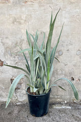 Sansevieria 'Sayuri' 14" growers pot with light green variegated skinny leaves against a grey wall