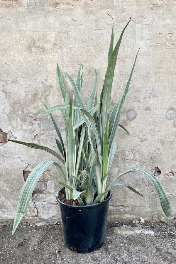 Sansevieria 'Sayuri' 14" growers pot with light green variegated skinny leaves against a grey wall