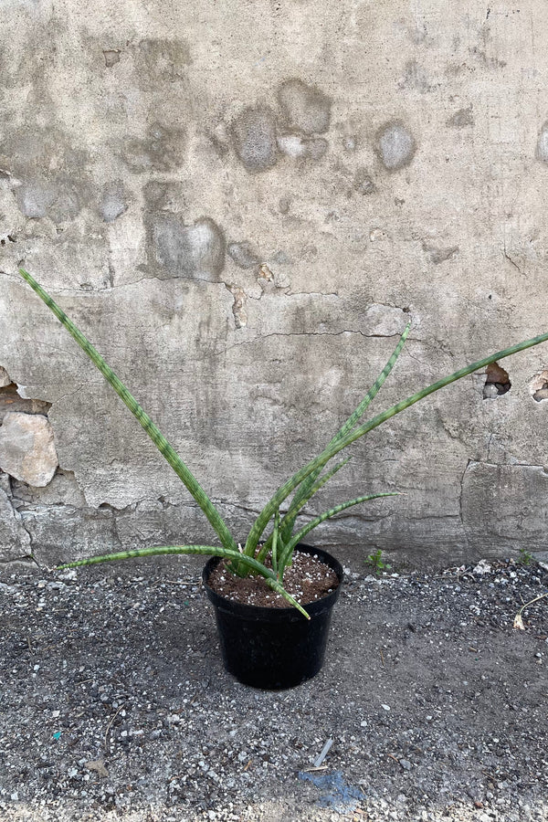 Sansevieria stuckyi pictured in an 8 inch pot against a grey wall. 