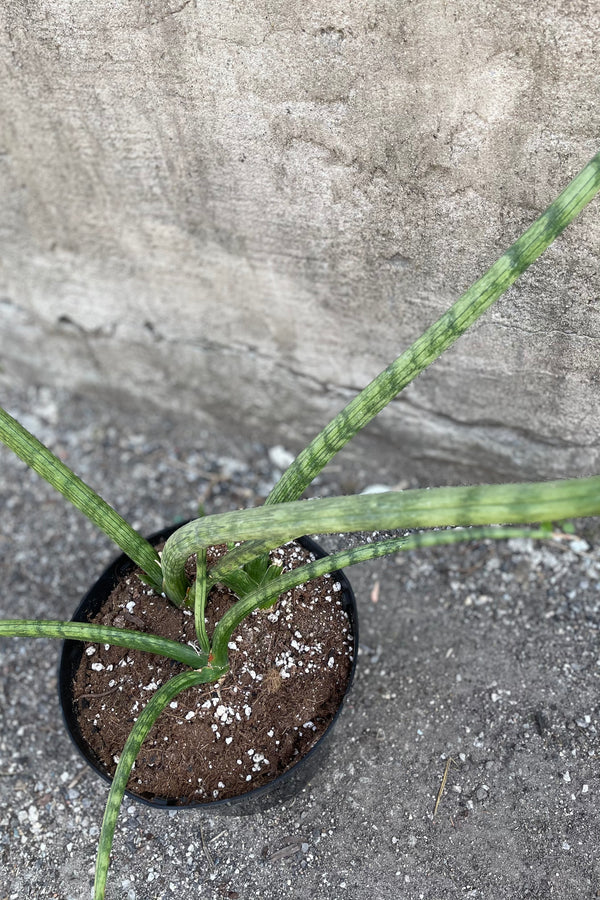 Sansevieria stuckyi pictured from above in an 8 inch pot. 