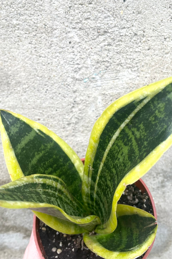 A detailed view of Sansevieria 'Superba Futura' 4" against concrete backdrop