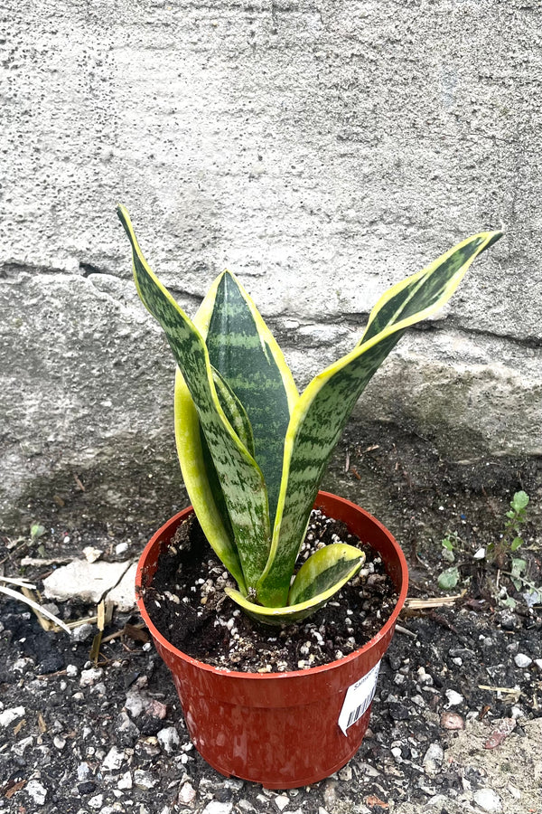 A full view of Sansevieria 'Superba Futura' 4" in grow pot against concrete backdrop