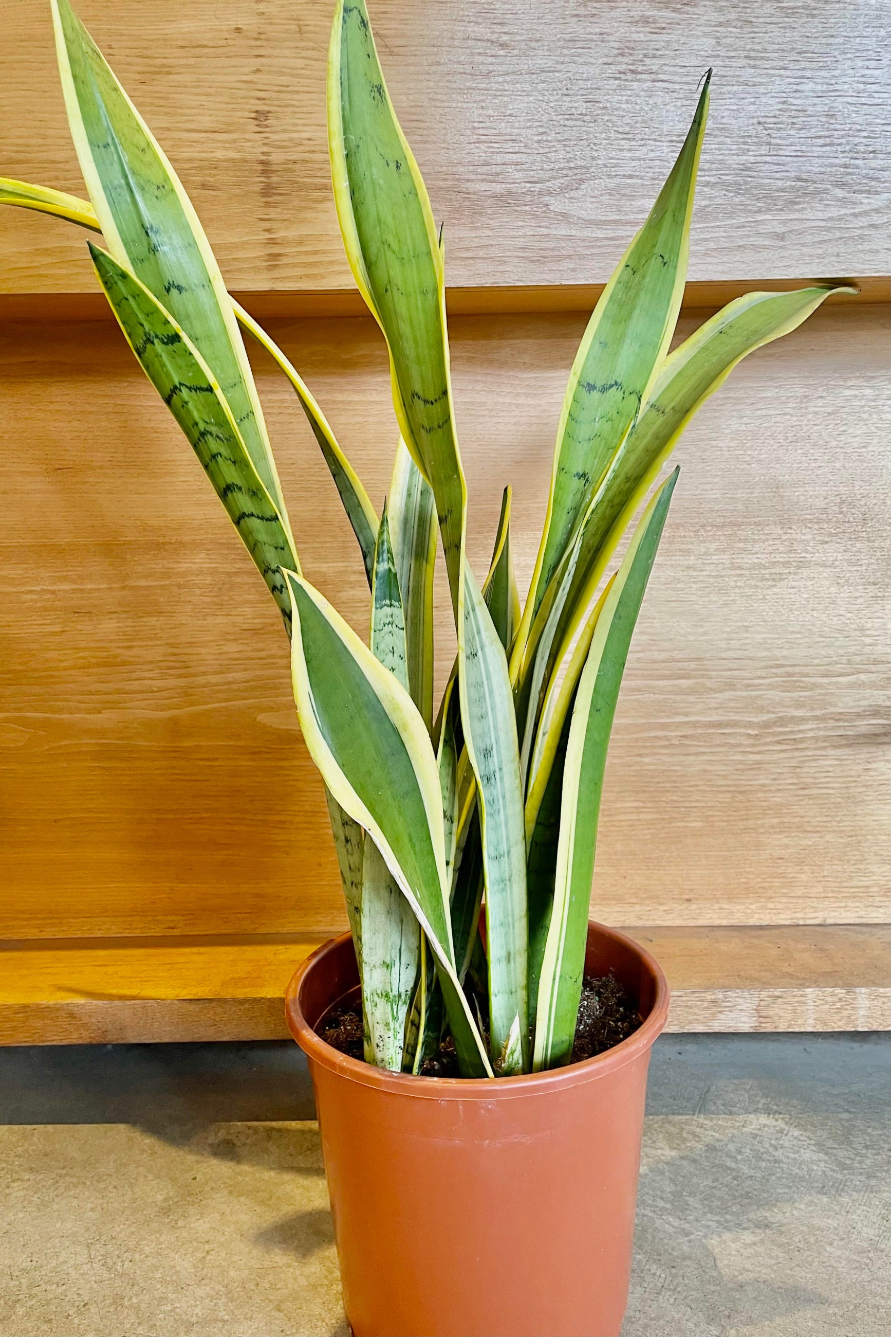The Sansevieria 'Silver Laurentii' 10" sits against a wooden background.  ©Sprout Home