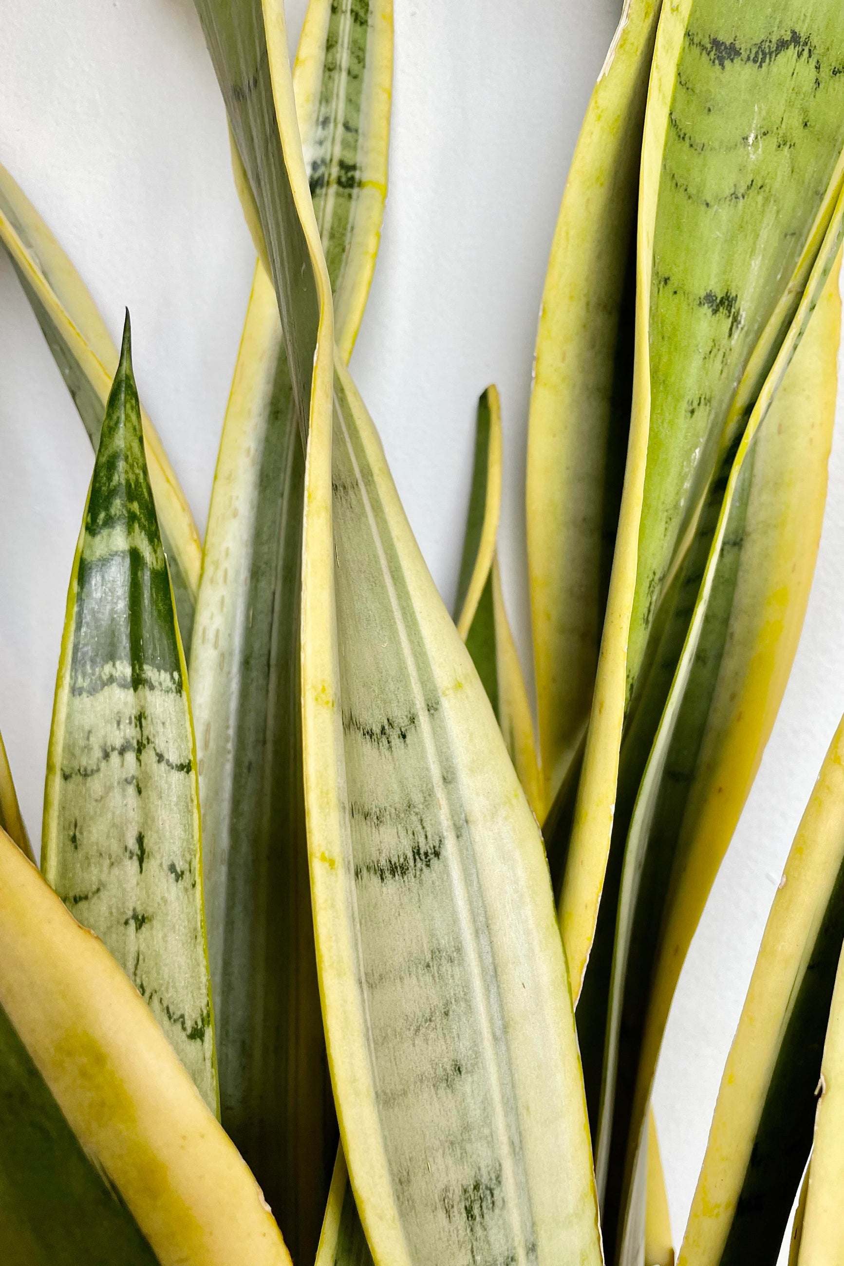 A detailed look at the Sansevieria 'Silver Laurentii' 10"©Sprout Home