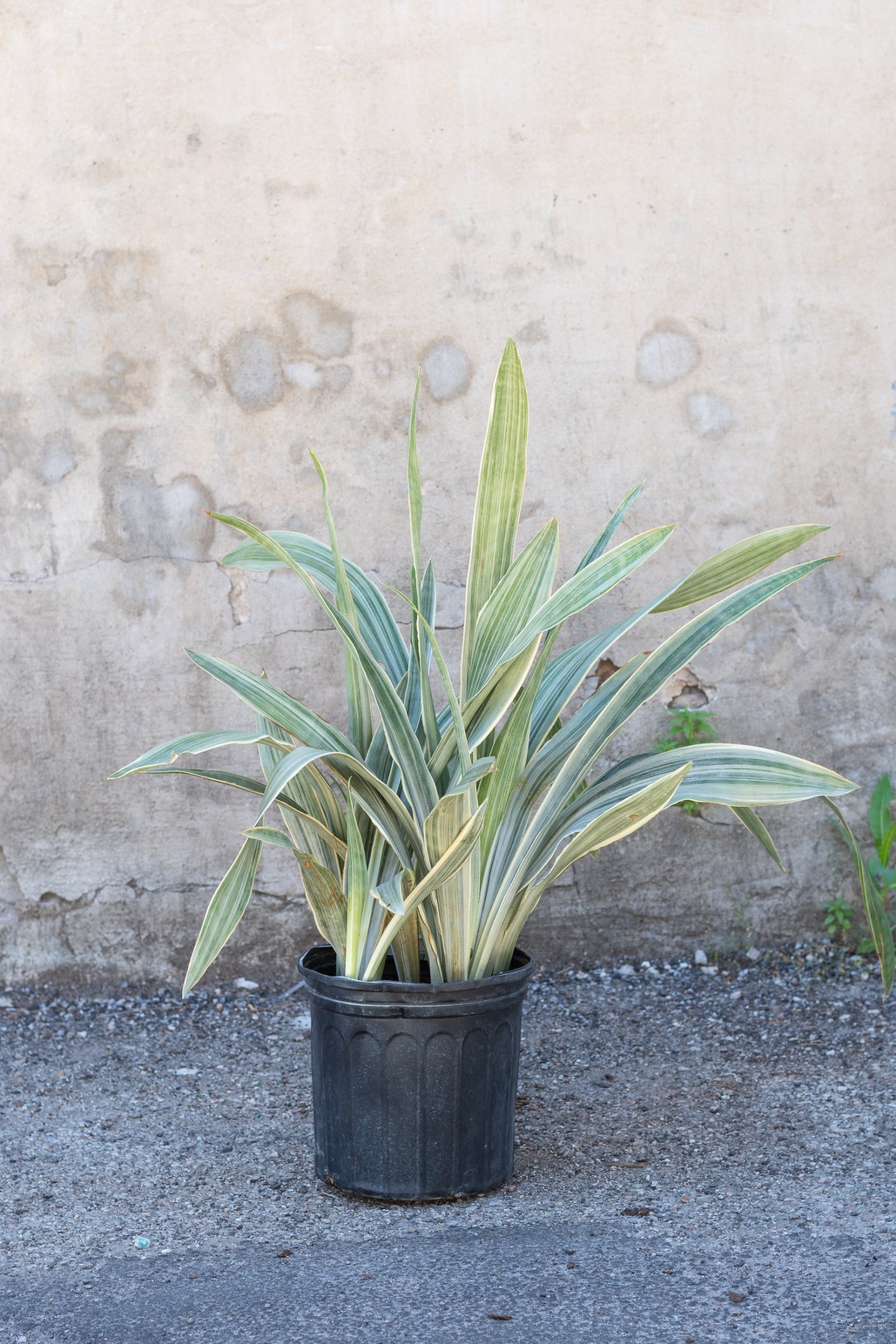 Sansevieria sayuri in grow pot in front of grey concrete wall ©Sprout Home