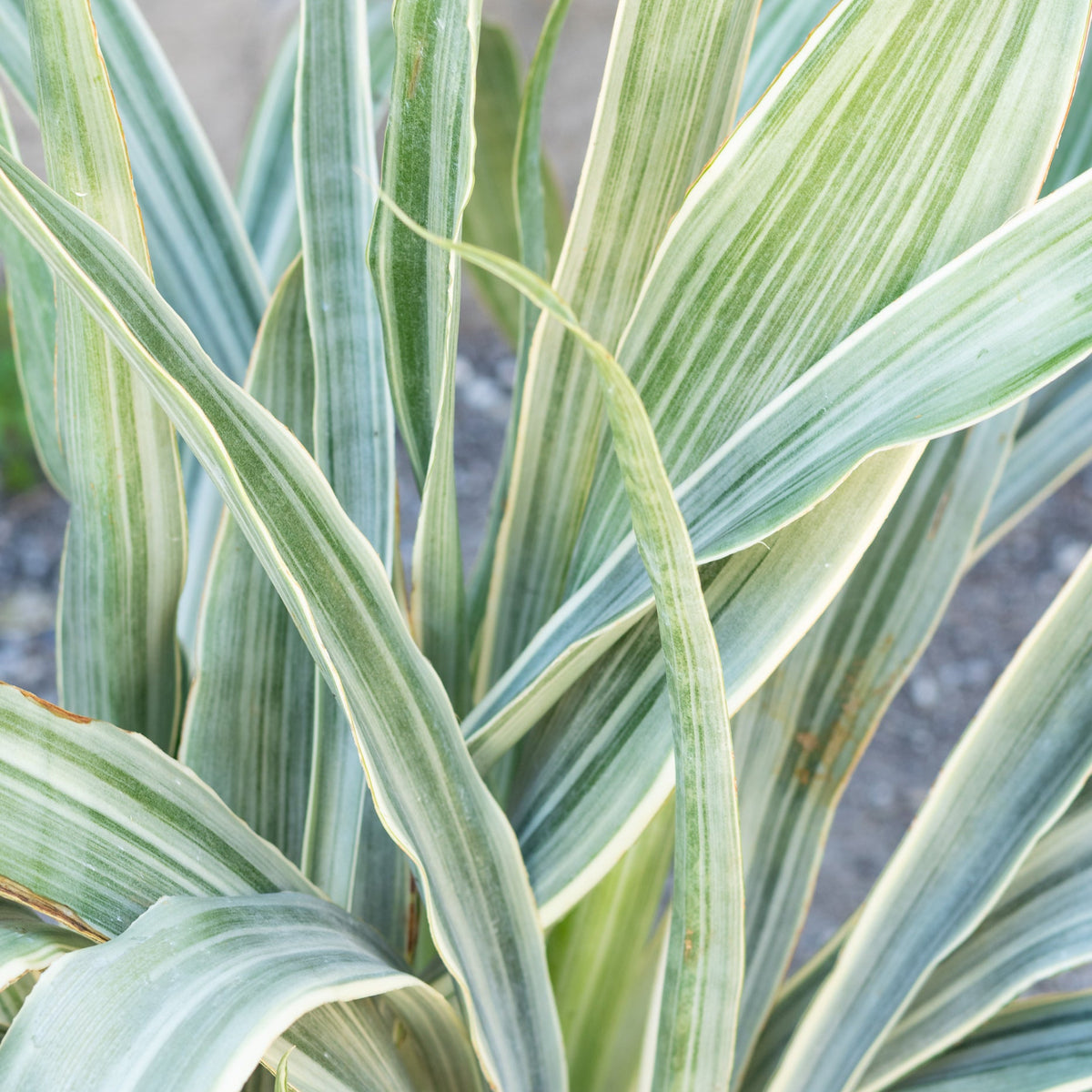 sansevieria sheri Sansevieria 'Sayuri' 10" at SPROUT HOME