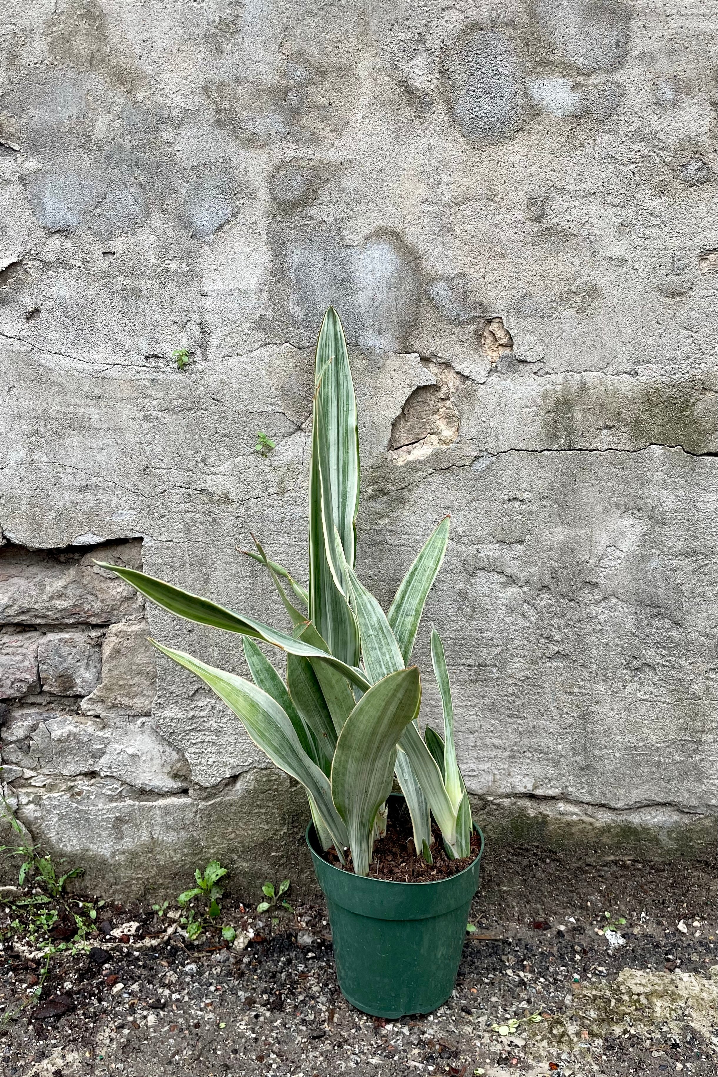 Sansevieria 'Sayuri' 6" against a grey wall