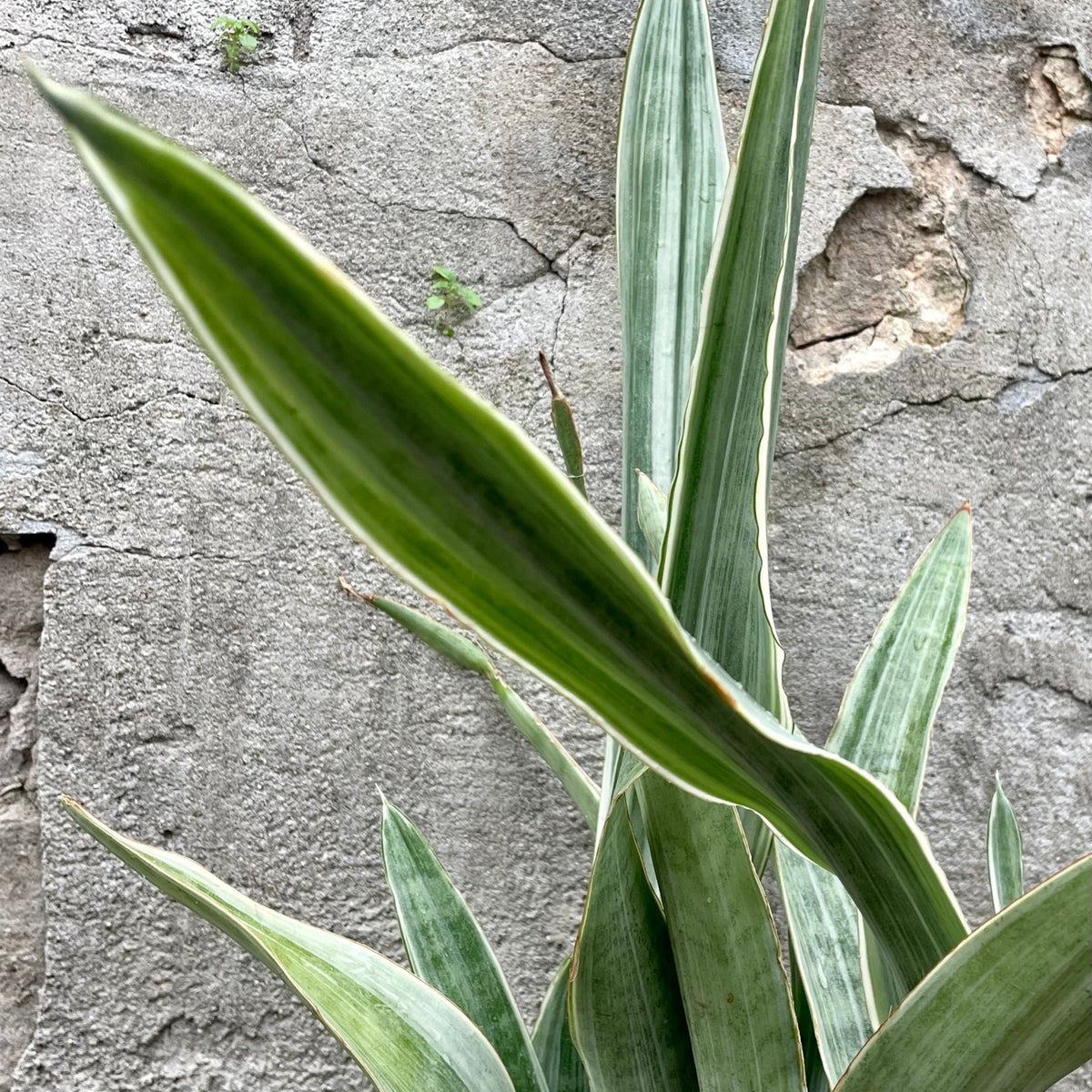 sansevieria metallica vs sayuri Sansevieria 'Sayuri' 6" at SPROUT HOME