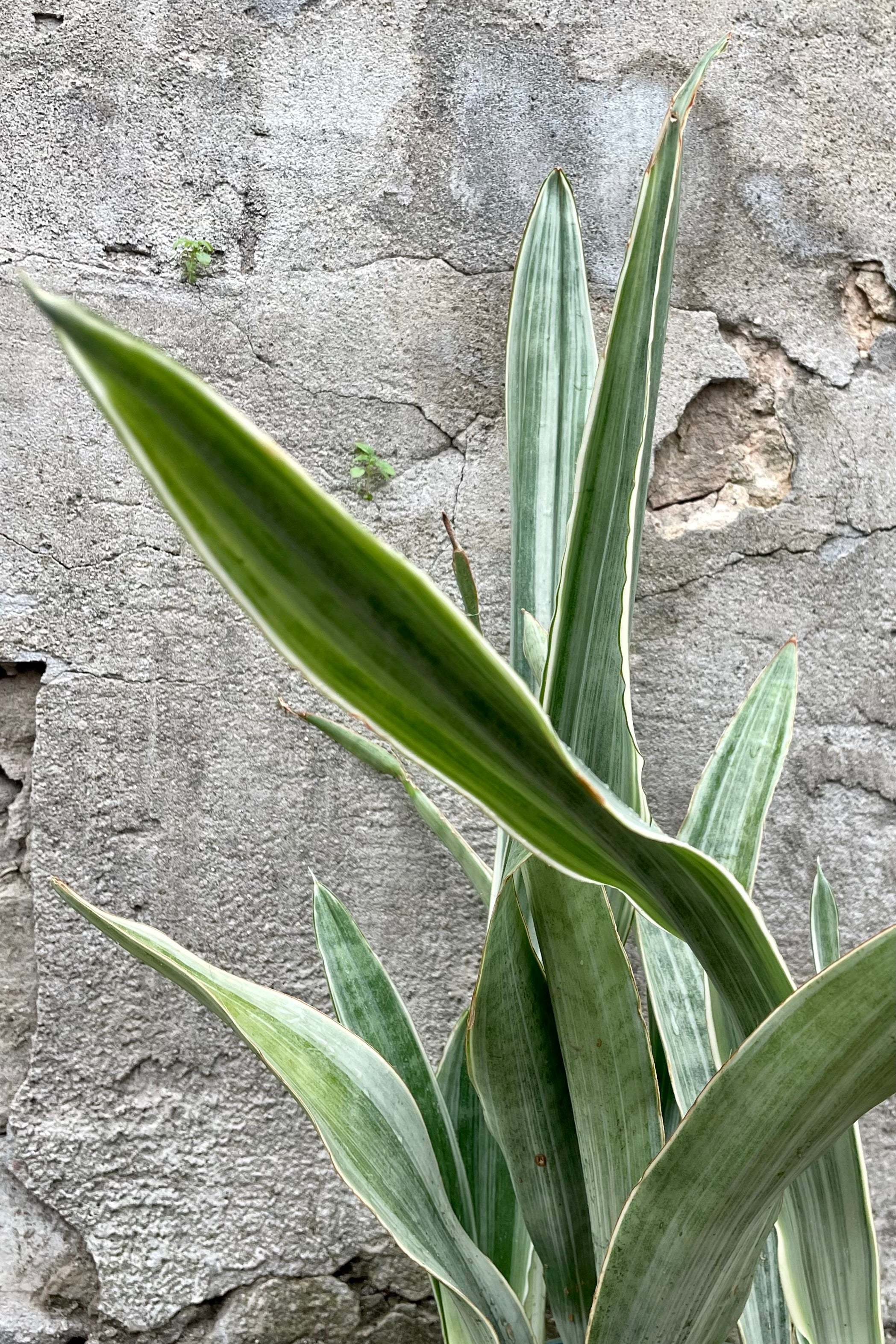 detail of Sansevieria 'Sayuri' 6" against a grey wall