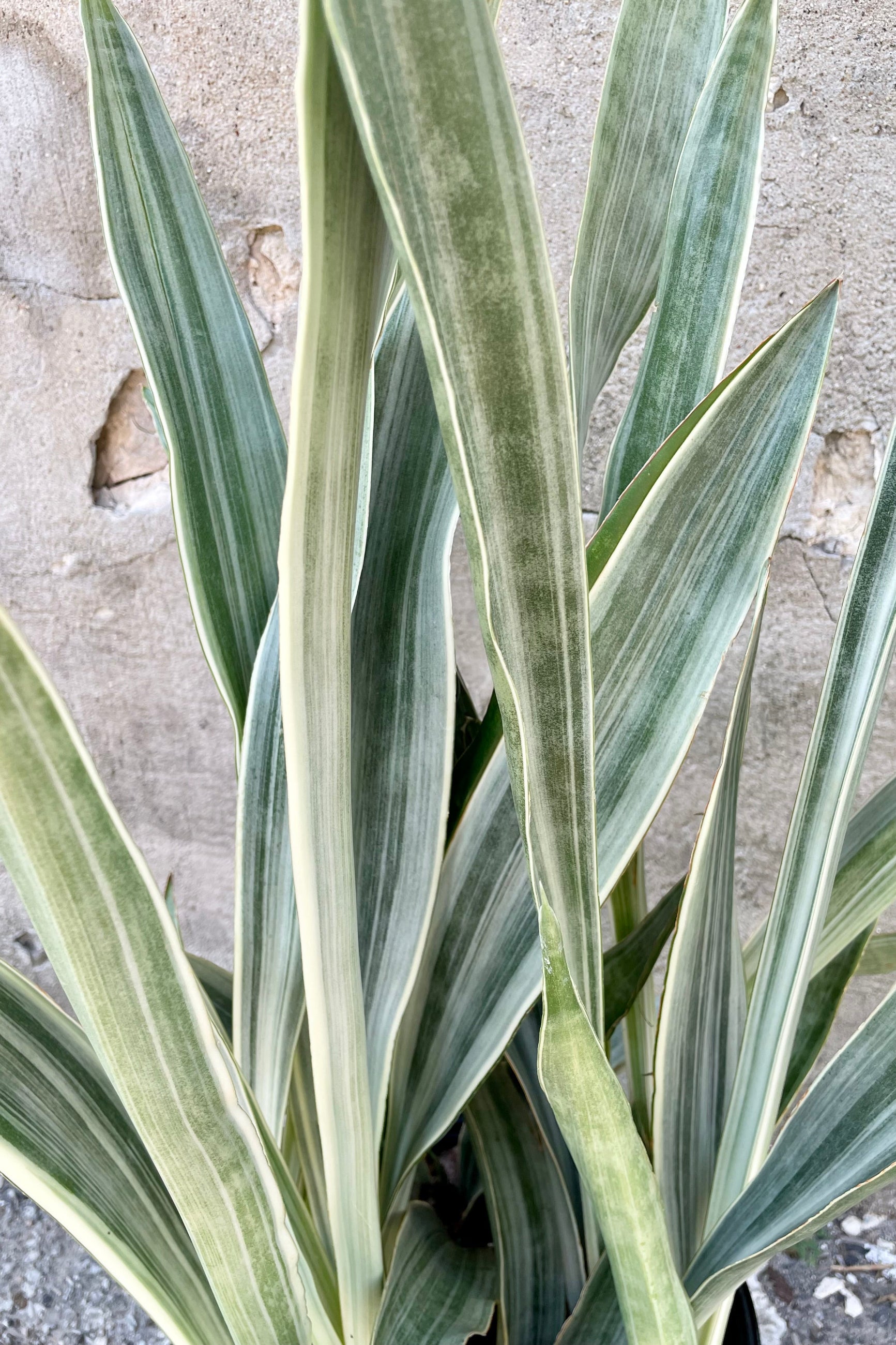 The white and green striated thick leaves of the Sansevieria 'Sayuri'  ©Sprout Home