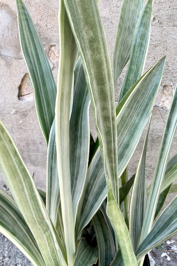 The white and green striated thick leaves of the Sansevieria 'Sayuri' 