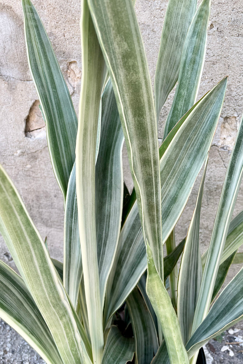 The white and green striated thick leaves of the Sansevieria 'Sayuri' 