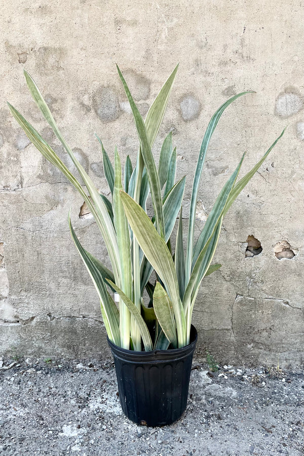 Sansevieria 'Sayuri' in an 8" growers pot showing off its white and green thick striated leaves against a grey wall. 