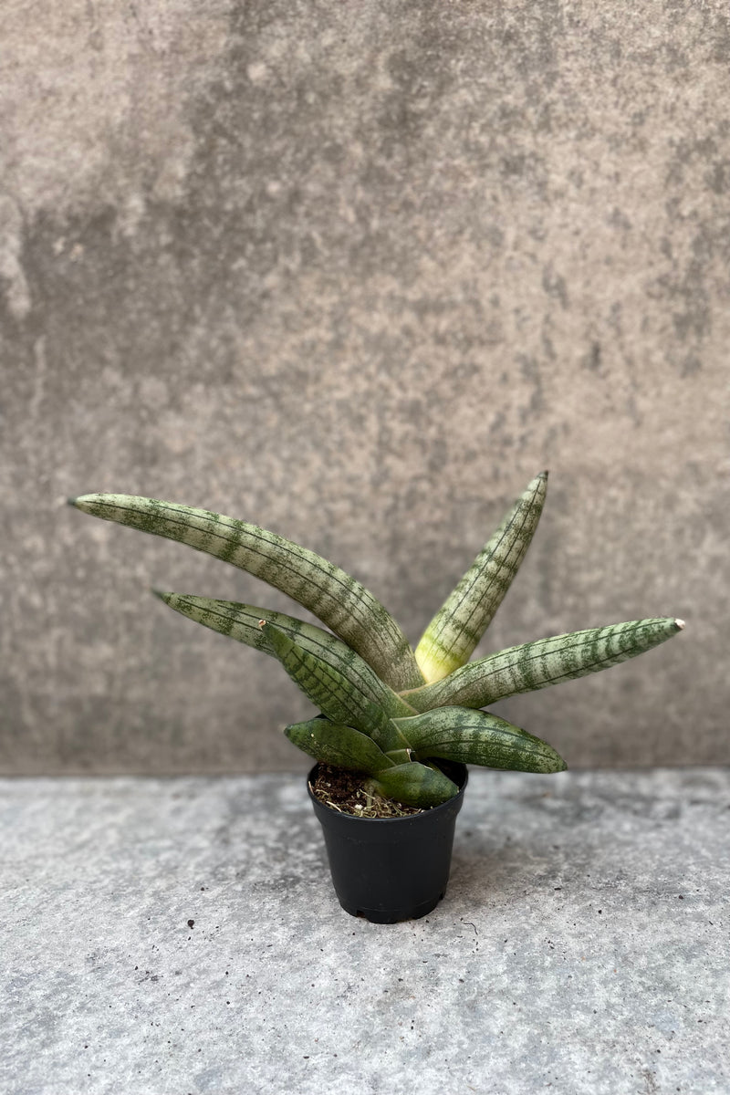 Sansevieria 'Starfish' plant in a 2.5" growers pot