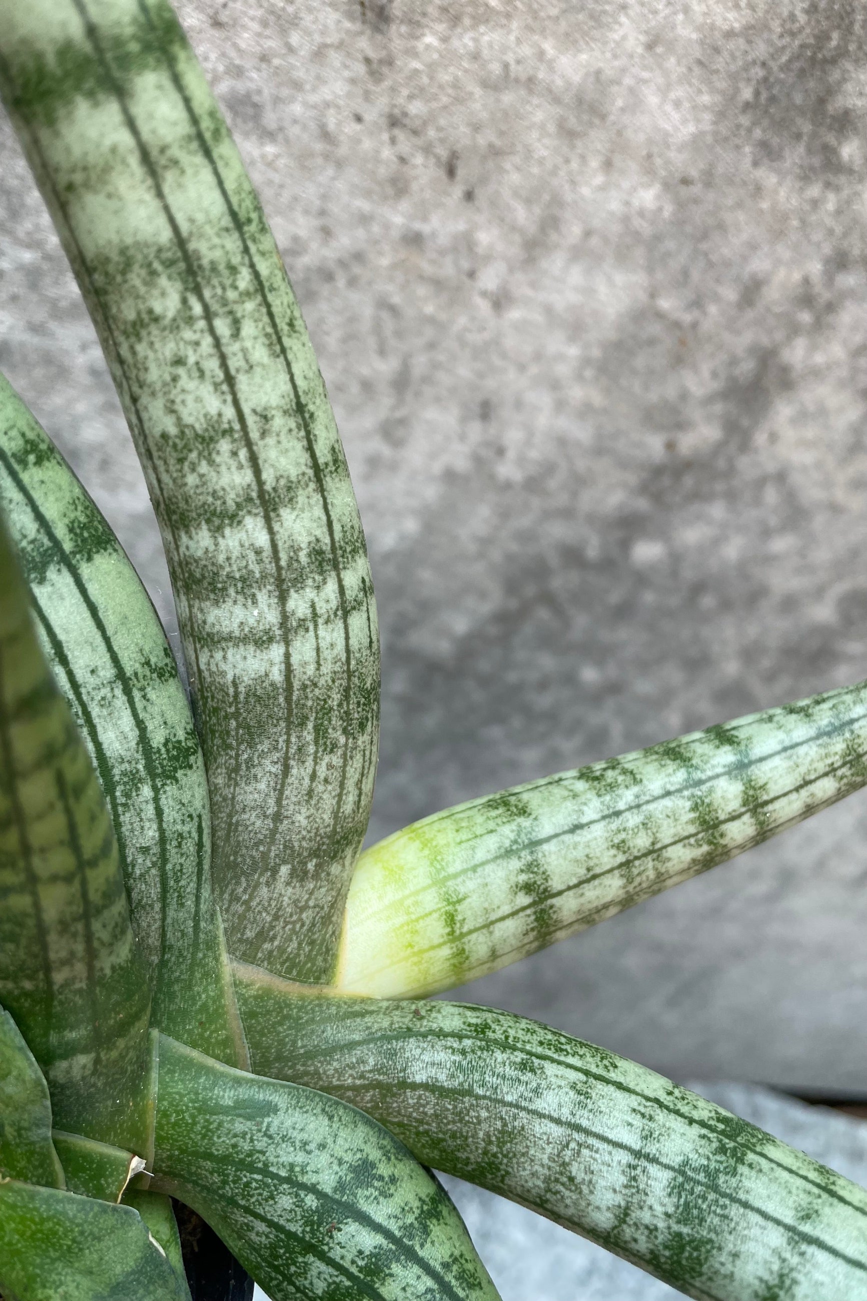 Sansevieria 'Starfish' plant up close showing its thick body ©Sprout Home